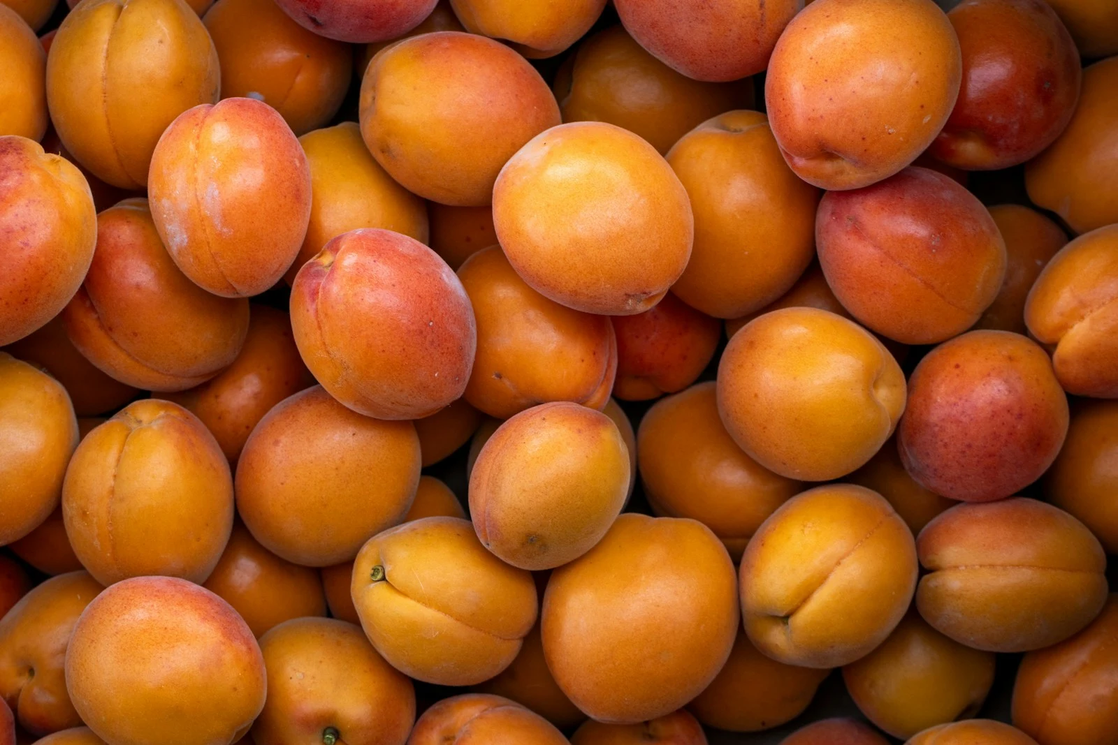 Apricot fruit as the botanical origin of the kernel and its shell